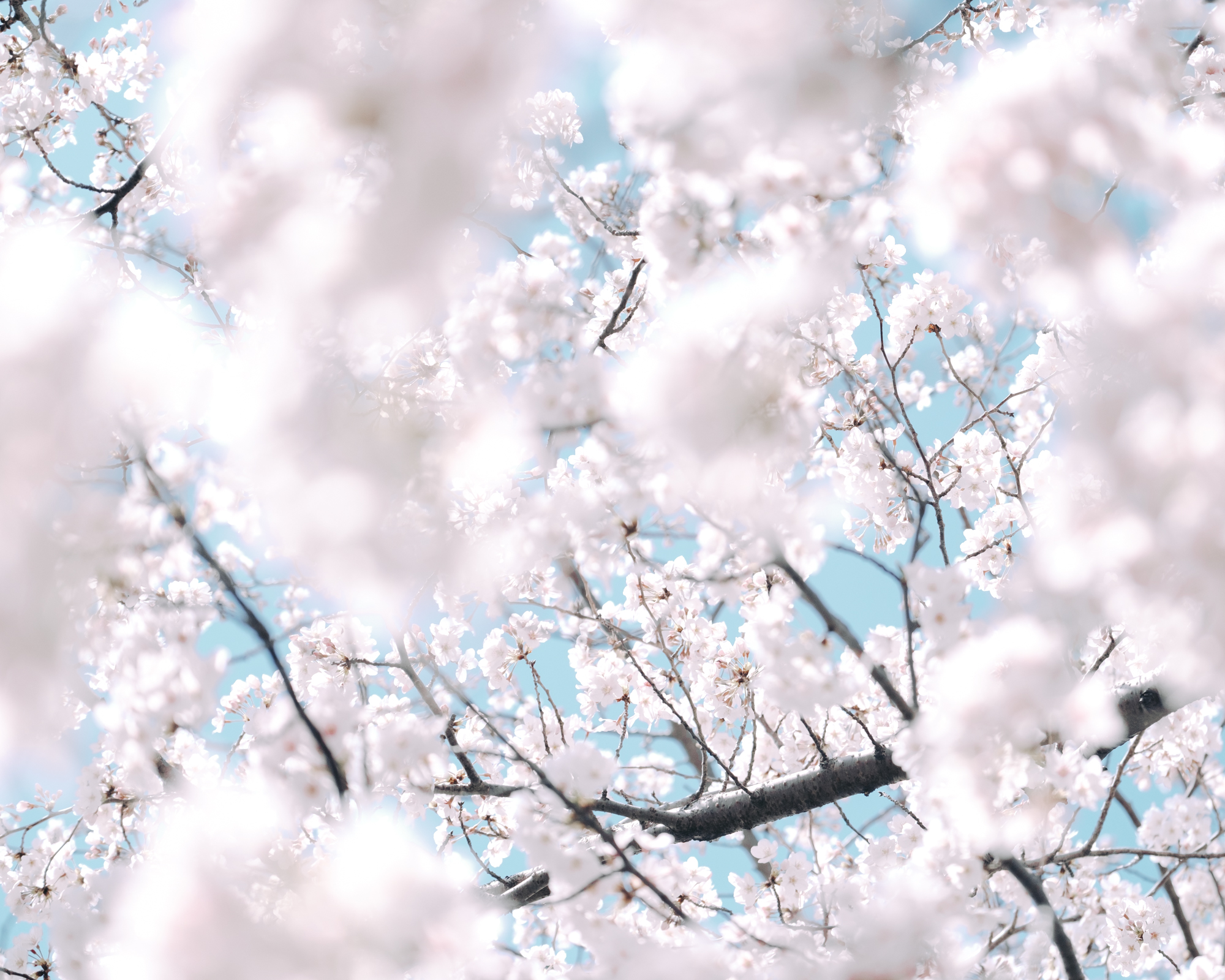 桜の開花予想2022