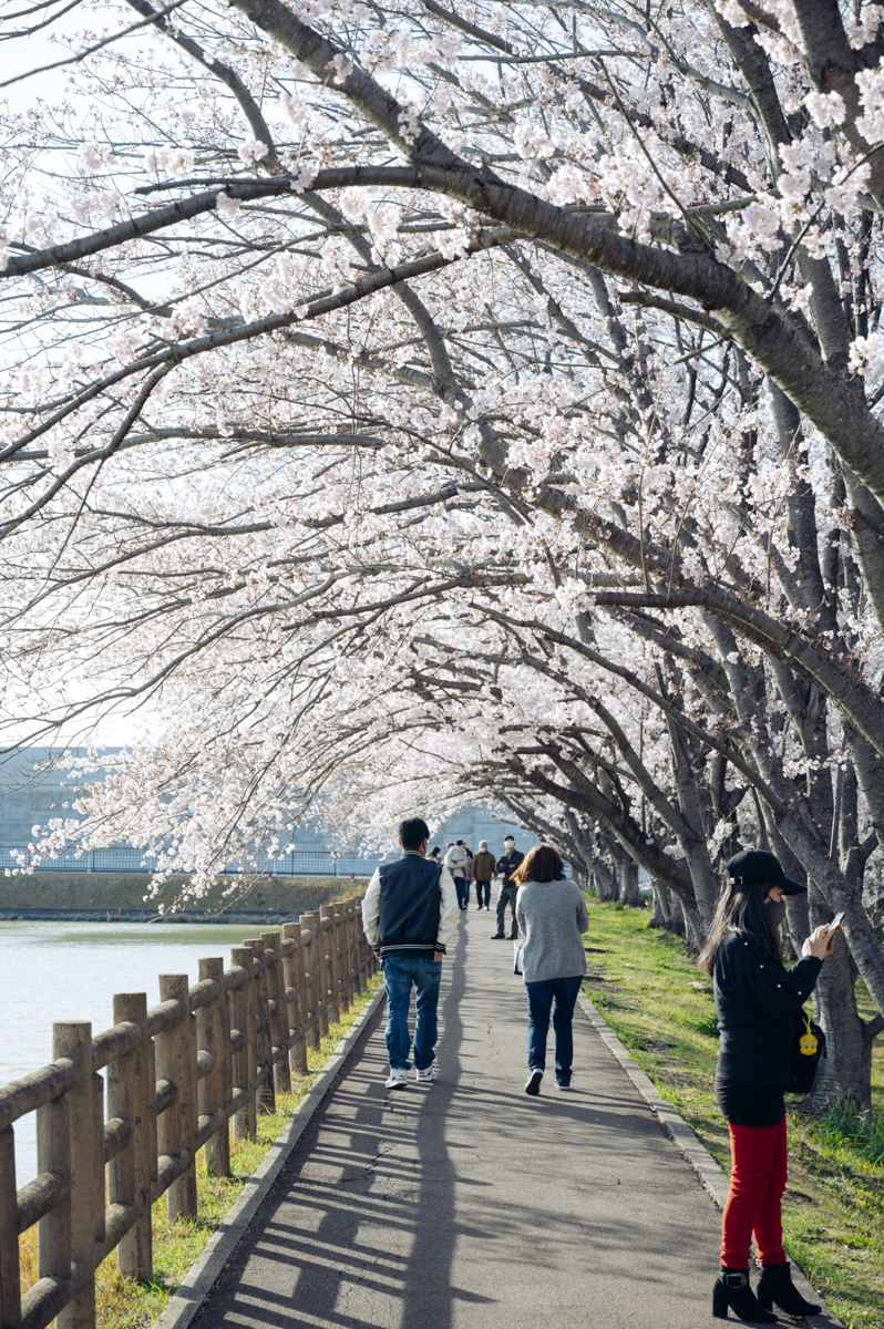 鈴鹿 石垣池公園 桜